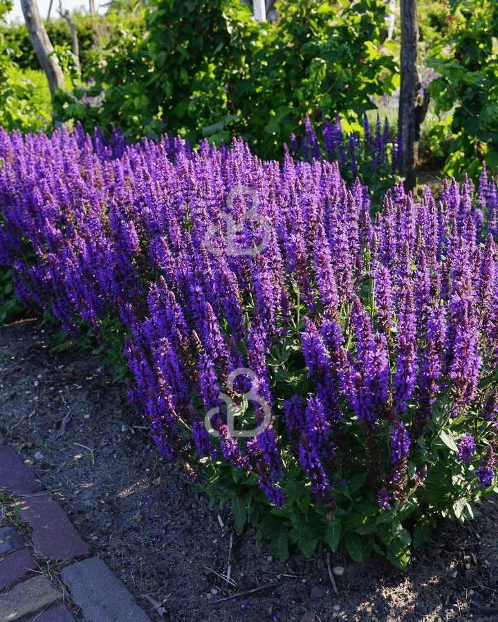 Salvia nemorosa 'Blauhugel' | Salie | Vaste plant