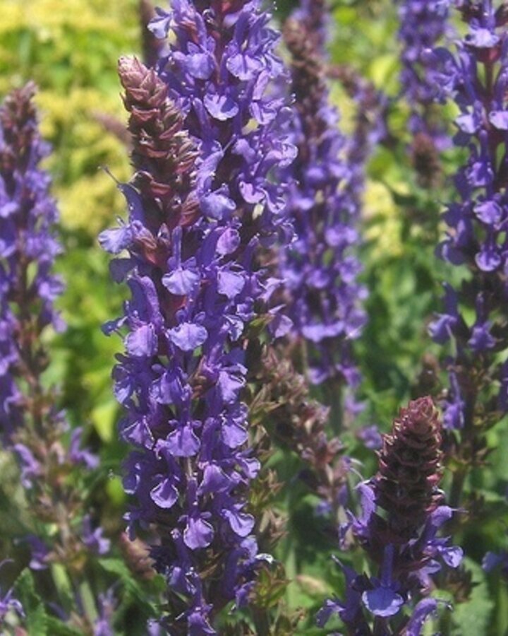 Salvia nemorosa 'Blauhugel' | Salie | Vaste plant