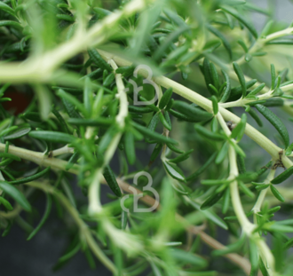 Rosmarinus off. 'Prostratus'| Kruip rozemarijn | Vaste plant