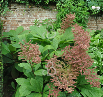 Rodgersia pinnata | Schout-bij-nacht | Vaste plant