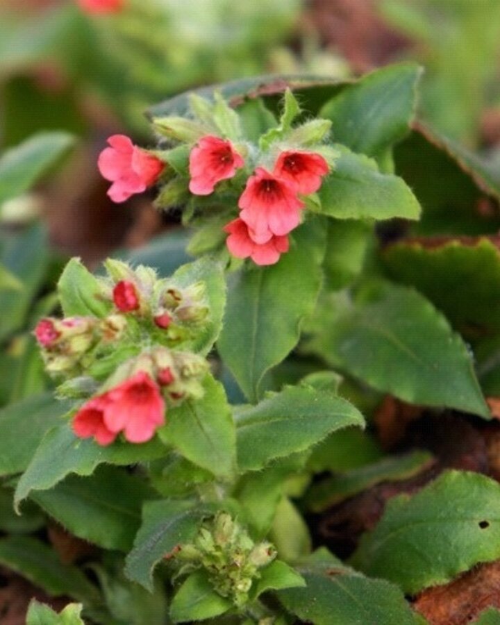 Pulmonaria rubra 'Redstart'  | Longkruid | Vaste plant