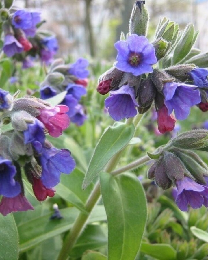 Pulmonaria ang. 'Blaues Meer' | Longkruid | Vaste plant