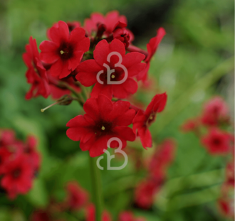 Primula japonica 'Miller's Crimson' | Sleutelbloem | Vaste plant