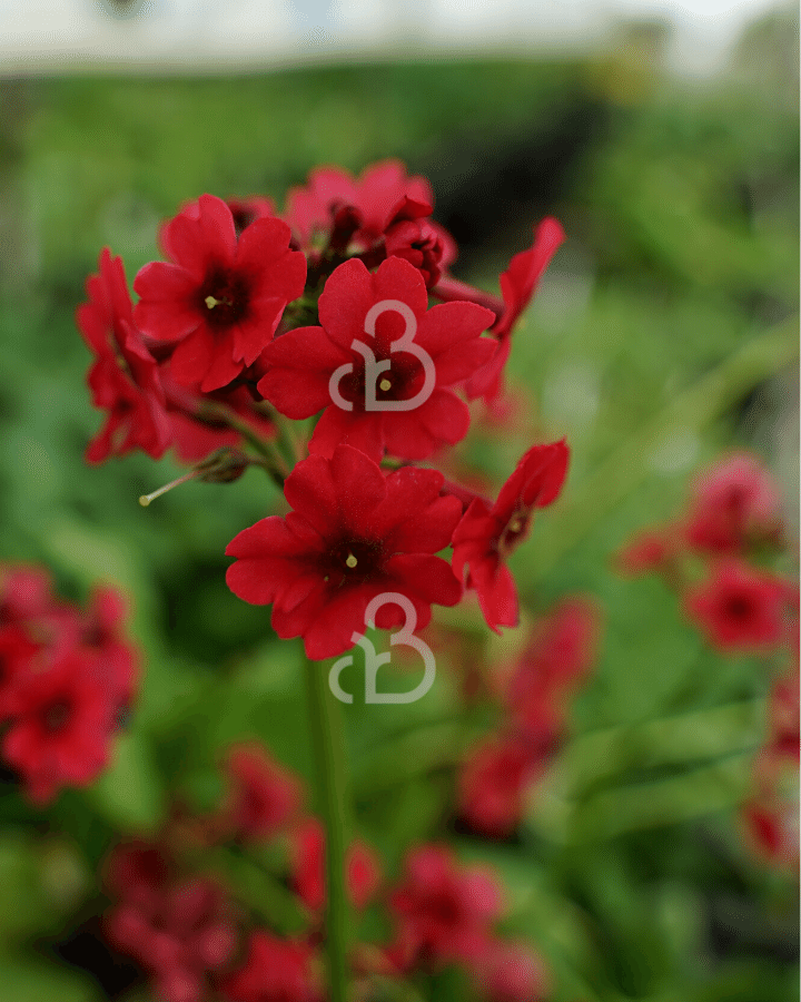 Primula japonica 'Miller's Crimson' | Sleutelbloem | Vaste plant