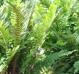 Polystichum set. 'Herrenhausen' | Schildvaren | Vaste plant