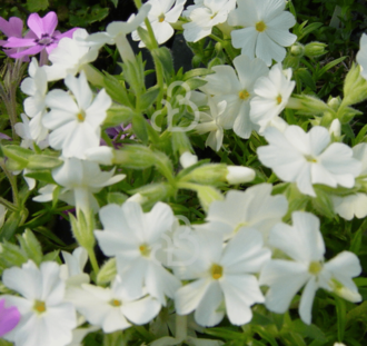 Phlox (S) 'Maischnee' | Vlambloem | Vaste plant