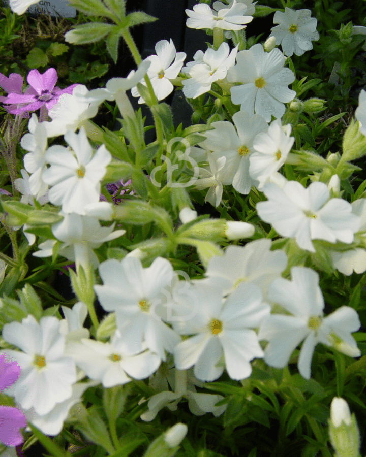 Phlox (S) 'Maischnee' | Vlambloem | Vaste plant