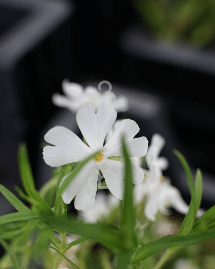 Phlox (S) 'Maischnee' | Vlambloem | Vaste plant