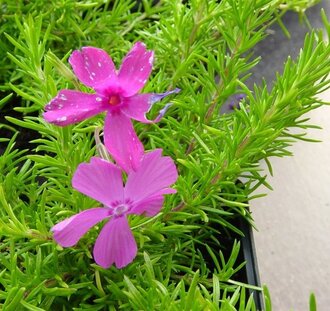 Phlox (S) 'MacDaniel's Cushion' | Vlambloem | Vaste plant