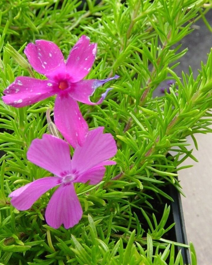 Phlox (S) 'MacDaniel's Cushion' | Vlambloem | Vaste plant