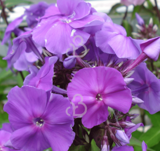 Phlox (P) 'Amethyst' | Vlambloem | Vaste plant