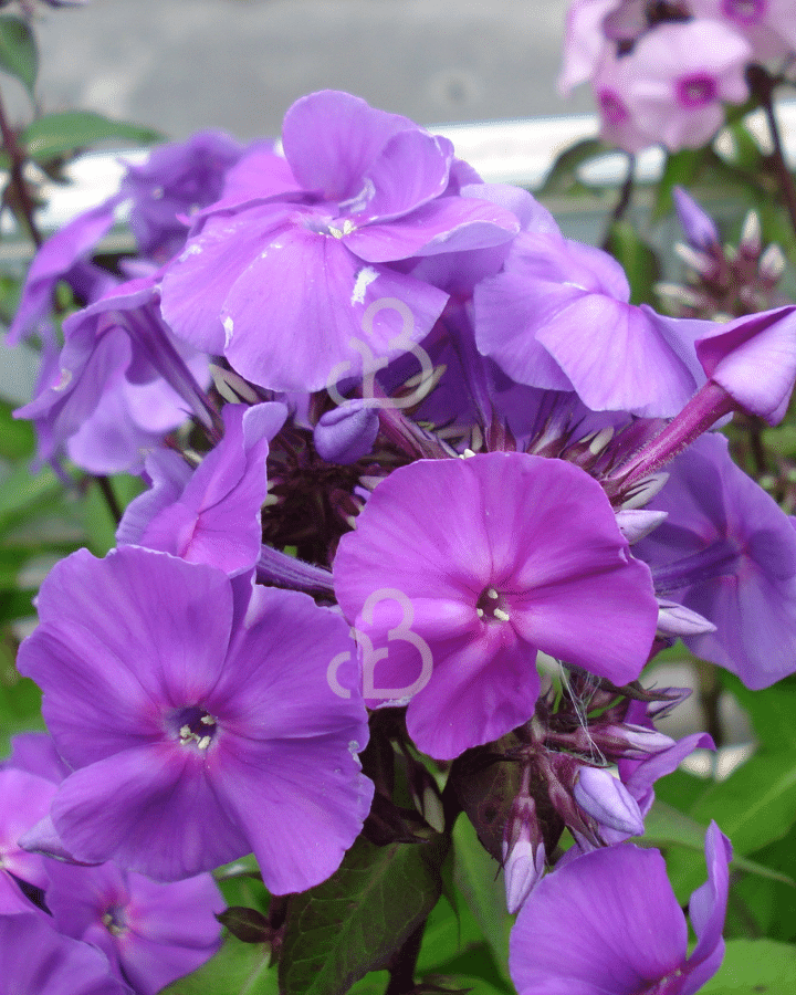 Phlox (P) 'Amethyst' | Vlambloem | Vaste plant