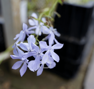 Phlox div. 'Clouds of Perfume' | Vlambloem | Vaste plant