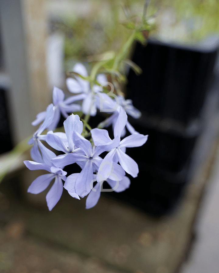 Phlox div. 'Clouds of Perfume' | Vlambloem | Vaste plant