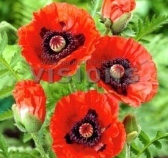 Papaver or. 'Rembrandt' | Klaproos | Vaste plant