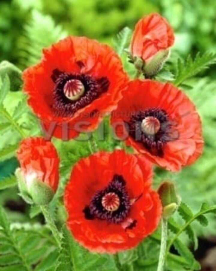 Papaver or. 'Rembrandt' | Klaproos | Vaste plant