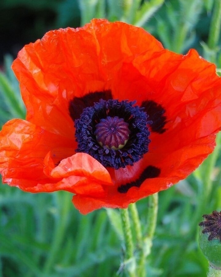 Papaver or. 'Rembrandt' | Klaproos | Vaste plant