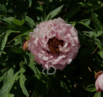 Paeonia (LD) 'Sarah Bernhardt' | Pioenroos | Vaste plant