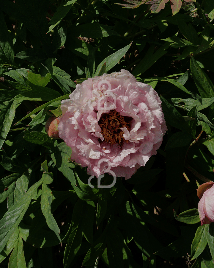 Paeonia (LD) 'Sarah Bernhardt' | Pioenroos | Vaste plant