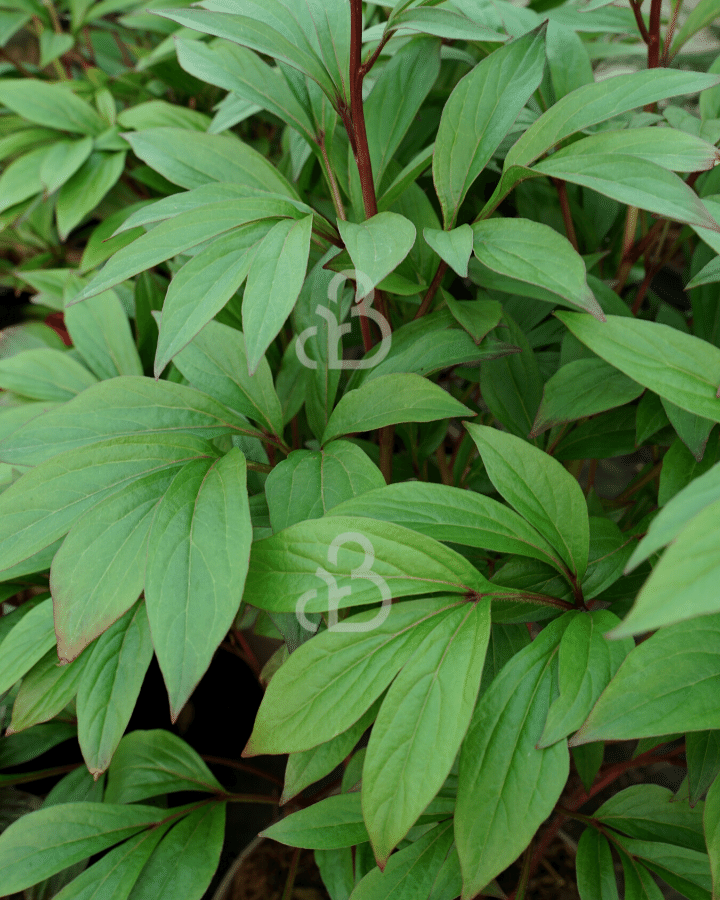 Paeonia (LD) 'Sarah Bernhardt' | Pioenroos | Vaste plant