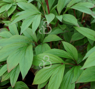 Paeonia (LD) 'Karl Rosenfield' | Pioenroos | Vaste plant