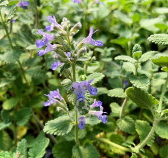 Nepeta faassenii | Kattenkruid | Vaste plant