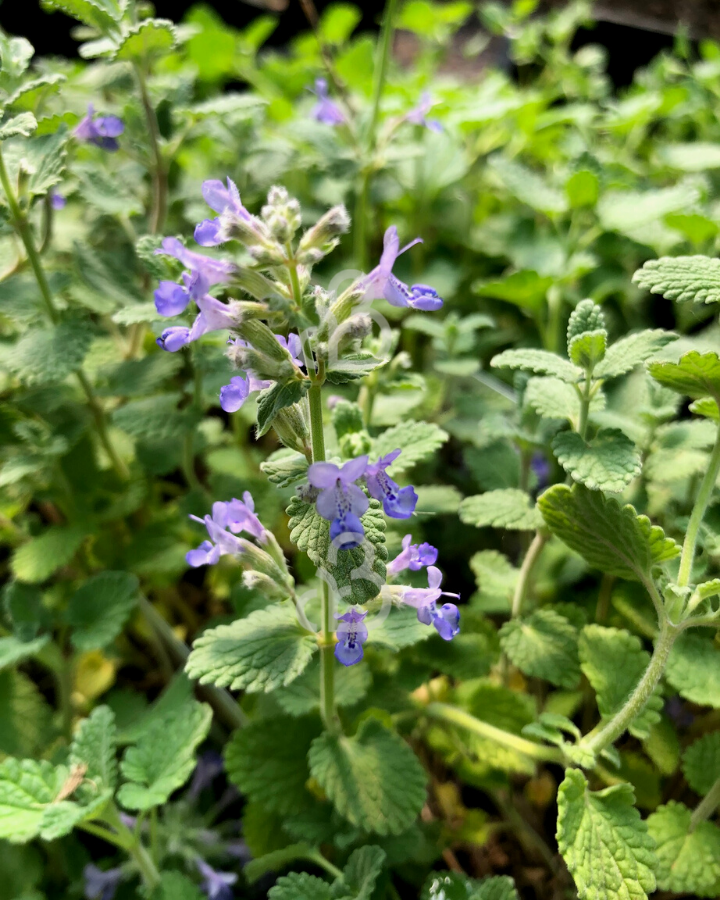 Nepeta faassenii | Kattenkruid | Vaste plant