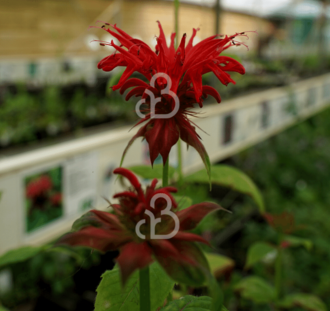 Monarda 'Gardenview Scarlet' | Bergamotplant | Vaste plant