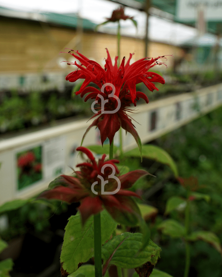 Monarda 'Gardenview Scarlet' | Bergamotplant | Vaste plant