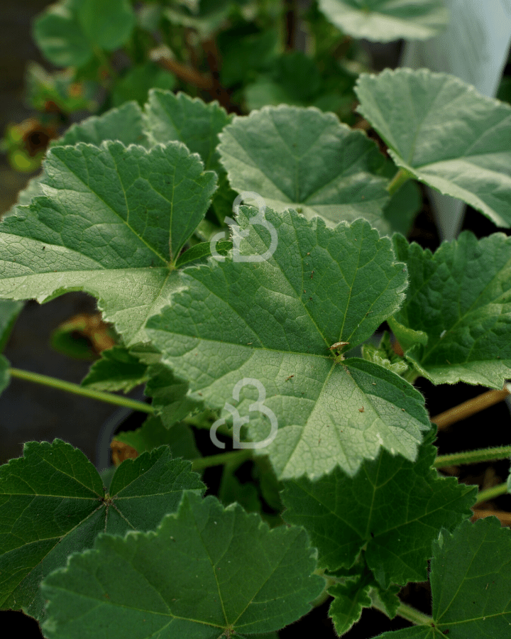 Lavatera 'Rosea' | Malva | Vaste plant