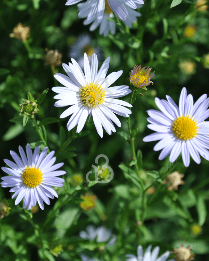 Kalimeris incisa 'Blue Star' | Zomeraster | Vaste plant