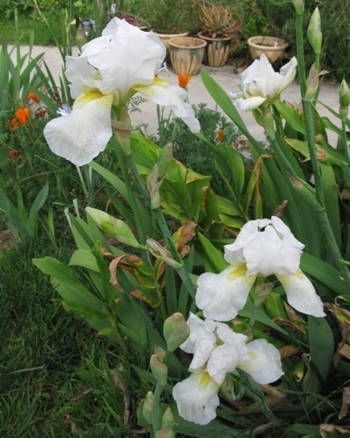 Iris (G) 'White Knight' | Sibirische iris | Vaste plant