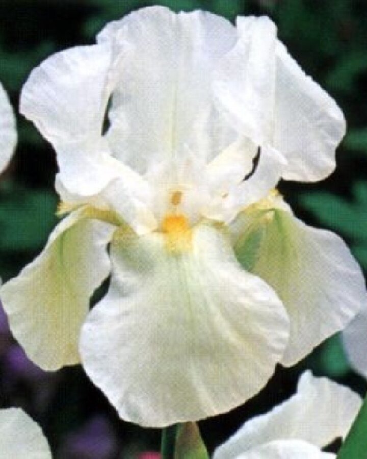 Iris (G) 'White Knight' | Sibirische iris | Vaste plant