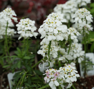 Iberis semp. 'Snowflake' | Witte scheefbloem | Vaste plant