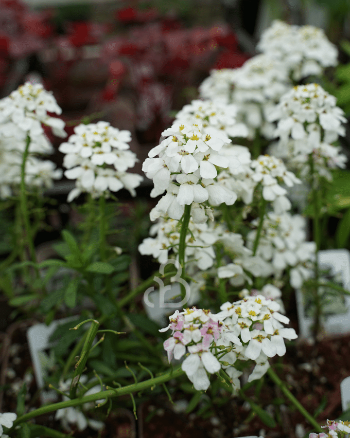 Iberis semp. 'Snowflake' | Witte scheefbloem | Vaste plant