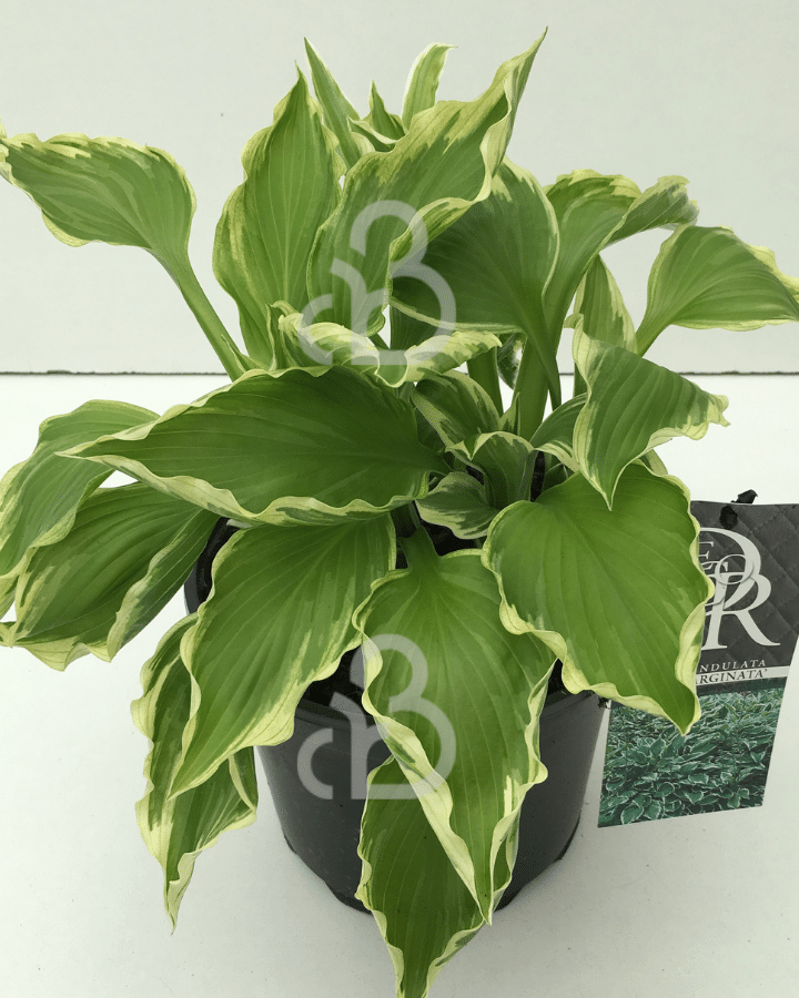 Hosta undulata 'Albomarginata' | Hartlelies | Vaste plant