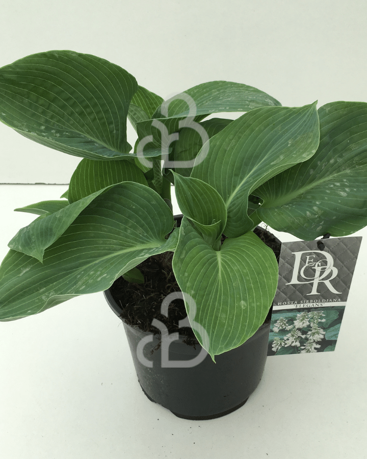 Hosta sieb. 'Elegans' | Hartlelies | Vaste plant