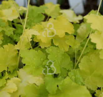 Heuchera 'Lime Rickey' | Purperklokje | Vaste plant