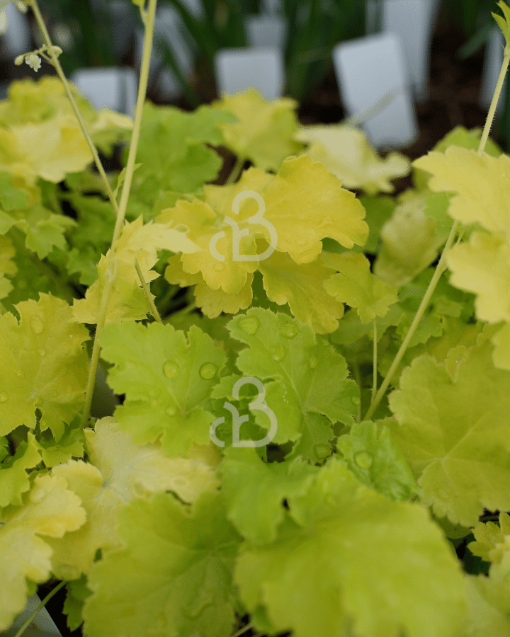 Heuchera 'Lime Rickey'  | Purperklokje | Vaste plant