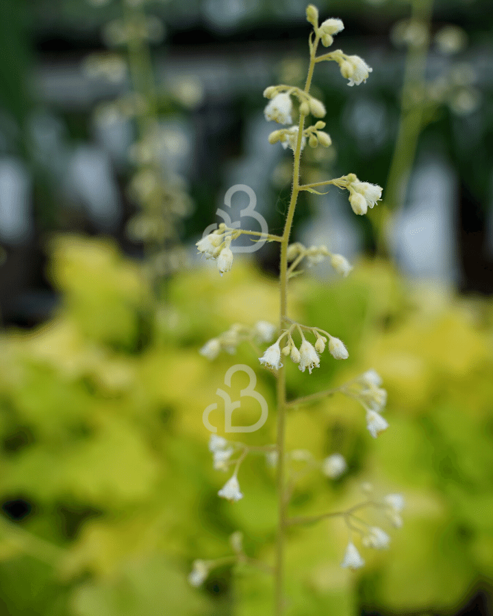 Heuchera 'Lime Rickey'  | Purperklokje | Vaste plant