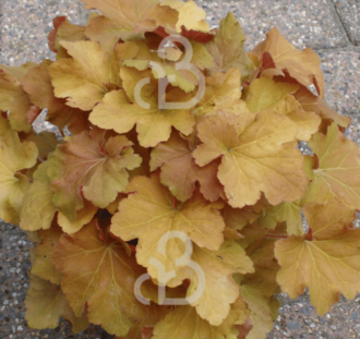 Heuchera micr. 'Caramel' | Purperklokje | Vaste plant