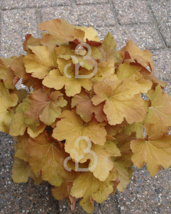 Heuchera micr. 'Caramel' | Purperklokje | Vaste plant