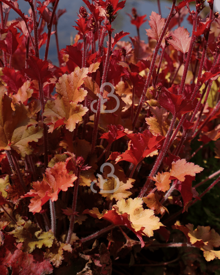 Heuchera micr. 'Caramel' | Purperklokje | Vaste plant