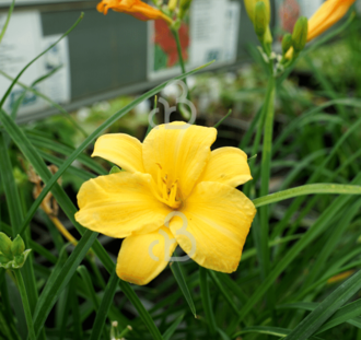 Hemerocallis 'Stella de Oro' | Daglelie | Vaste plant