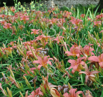 Hemerocallis 'Pink Damask' | Daglelie | Vaste plant