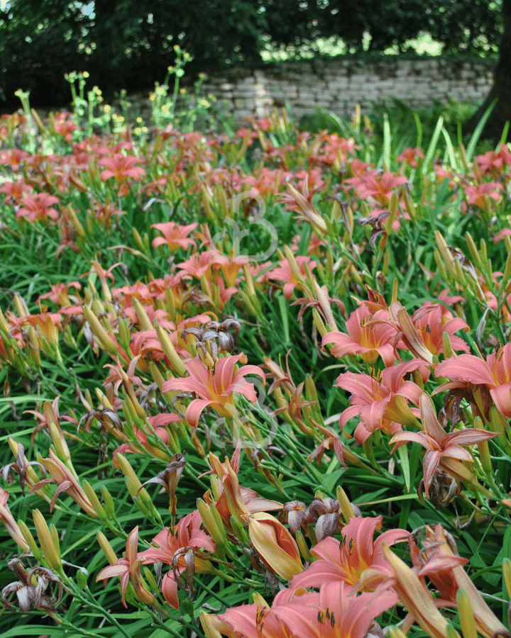 Hemerocallis 'Pink Damask' | Daglelie | Vaste plant