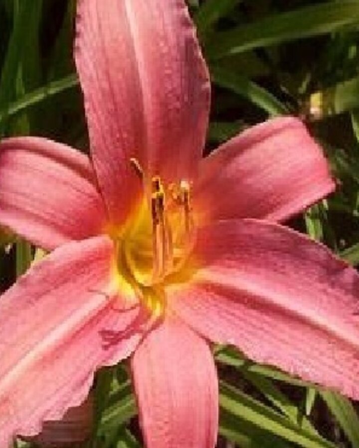 Hemerocallis 'Pink Damask' | Daglelie | Vaste plant