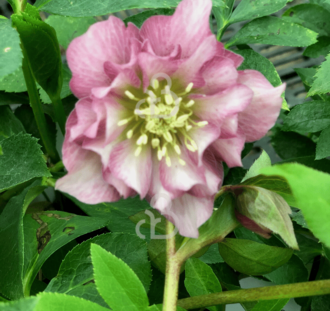 Helleborus O.'D.E. Pink' | Kerstroos | Vaste plant