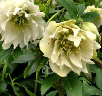 Helleborus O. 'D.E. White' | Kerstroos | Vaste plant