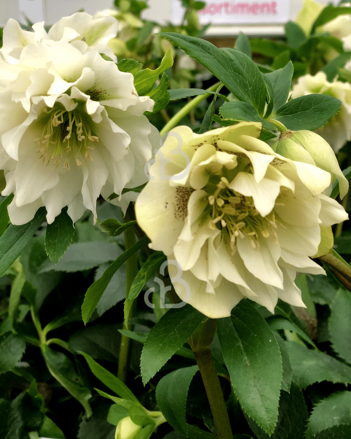 Helleborus O. 'D.E. White' | Kerstroos | Vaste plant